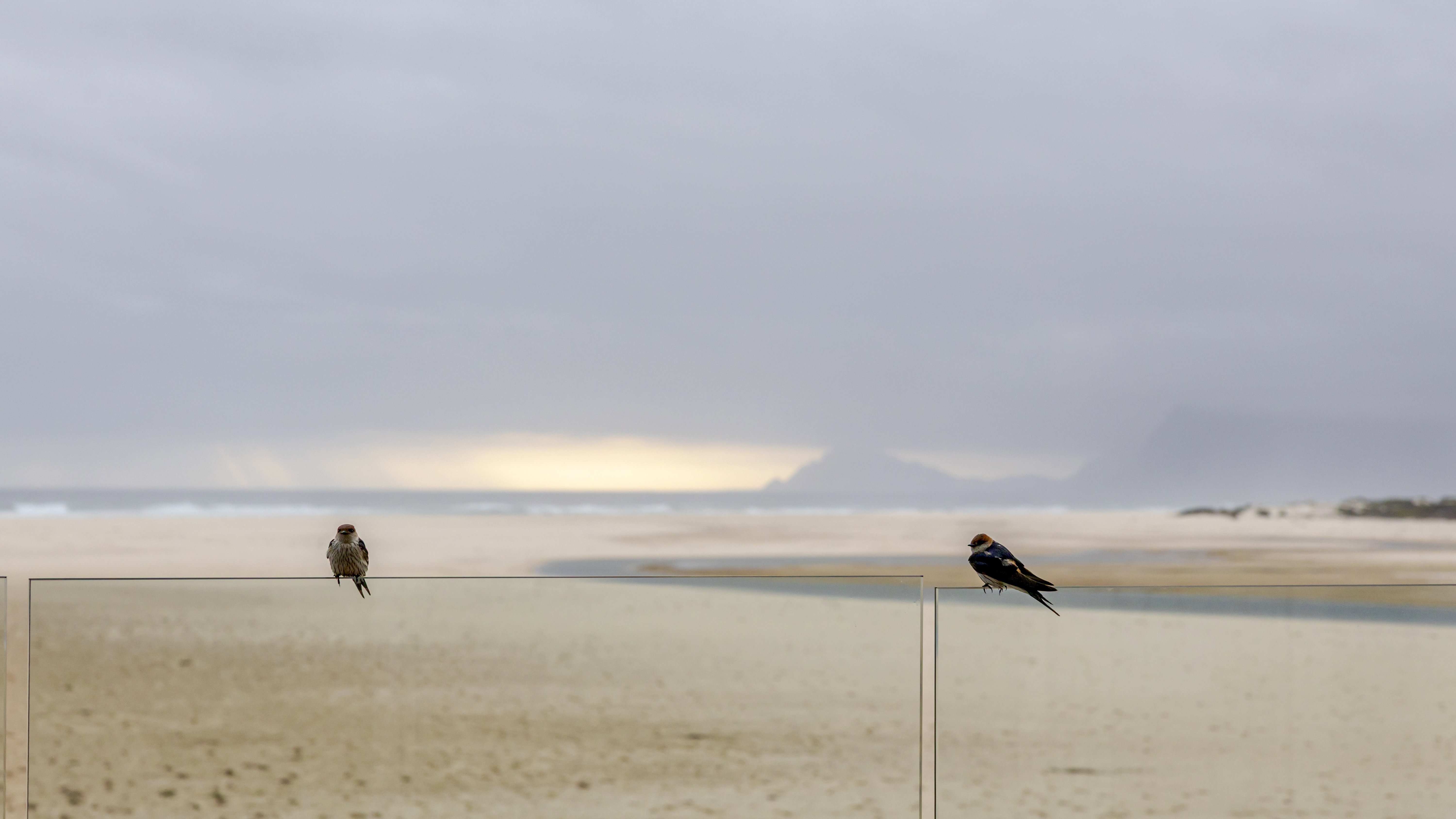 Two birds perched on the glass balustrade of the MBIZI terrace, with Walker Bay and mountains visible beyond — birdlife is a constant presence at the house