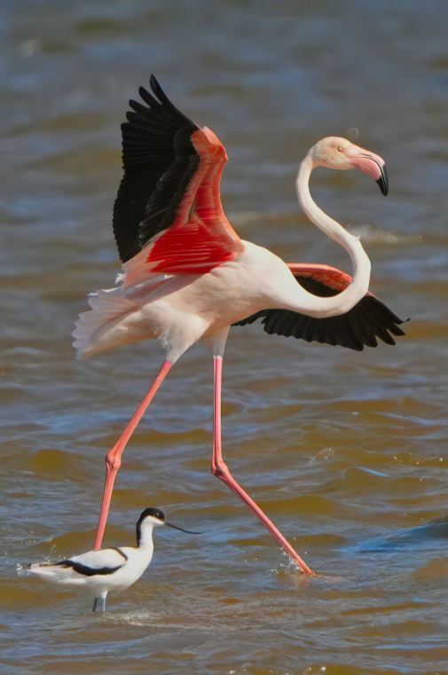 Greater Flamingo landing with wings spread above a Pied Avocet in the lagoon shallows — two species frequently seen together on the Kleinrivier