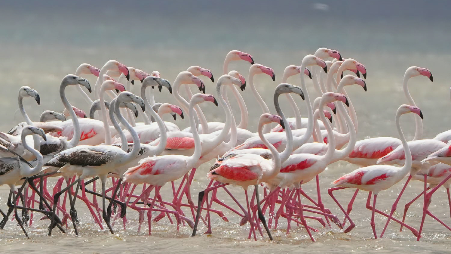 Flock of Greater Flamingos wading in the shallows of the Kleinrivier Lagoon near Fisherhaven — a spectacular sight from MBIZI lagoon house