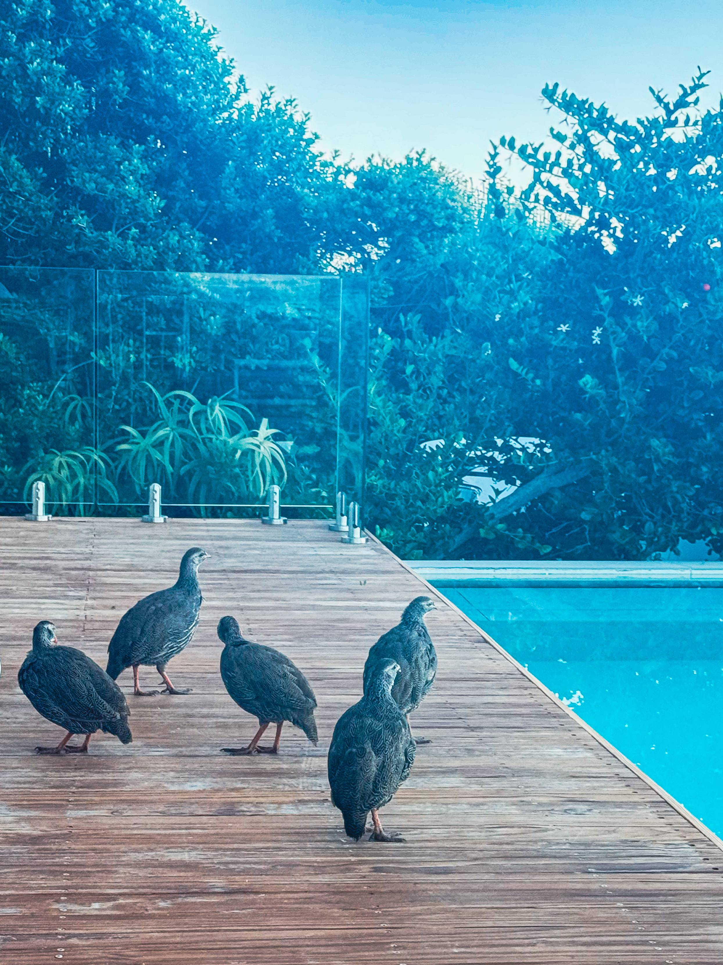 A flock of Helmeted Guineafowl on the wooden pool deck at MBIZI lagoon house — wild birds that visit the property daily