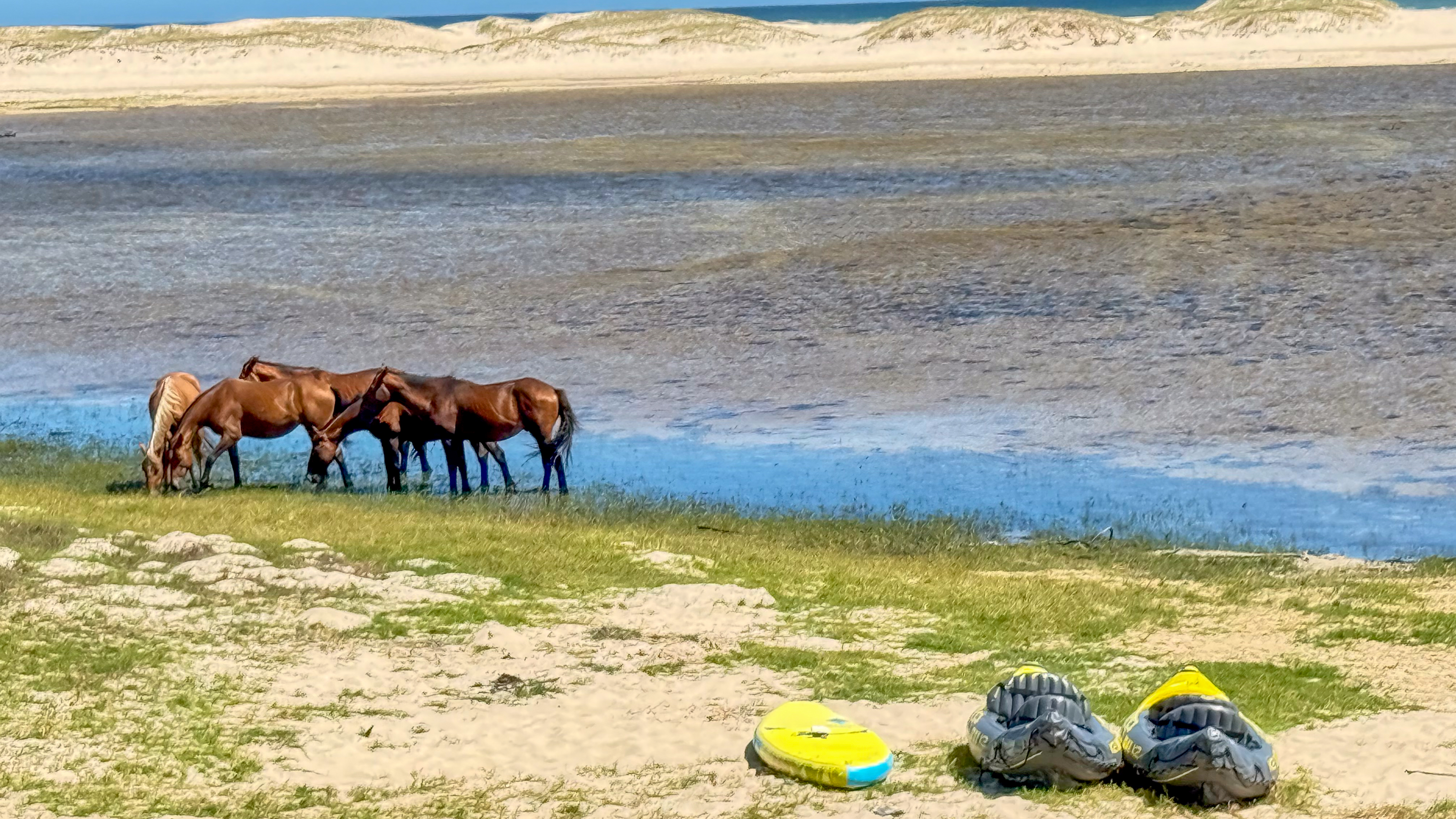 Wild horses grazing on the Kleinrivier Lagoon shore next to kayaks — the unique combination of water sports and wildlife at Fisherhaven