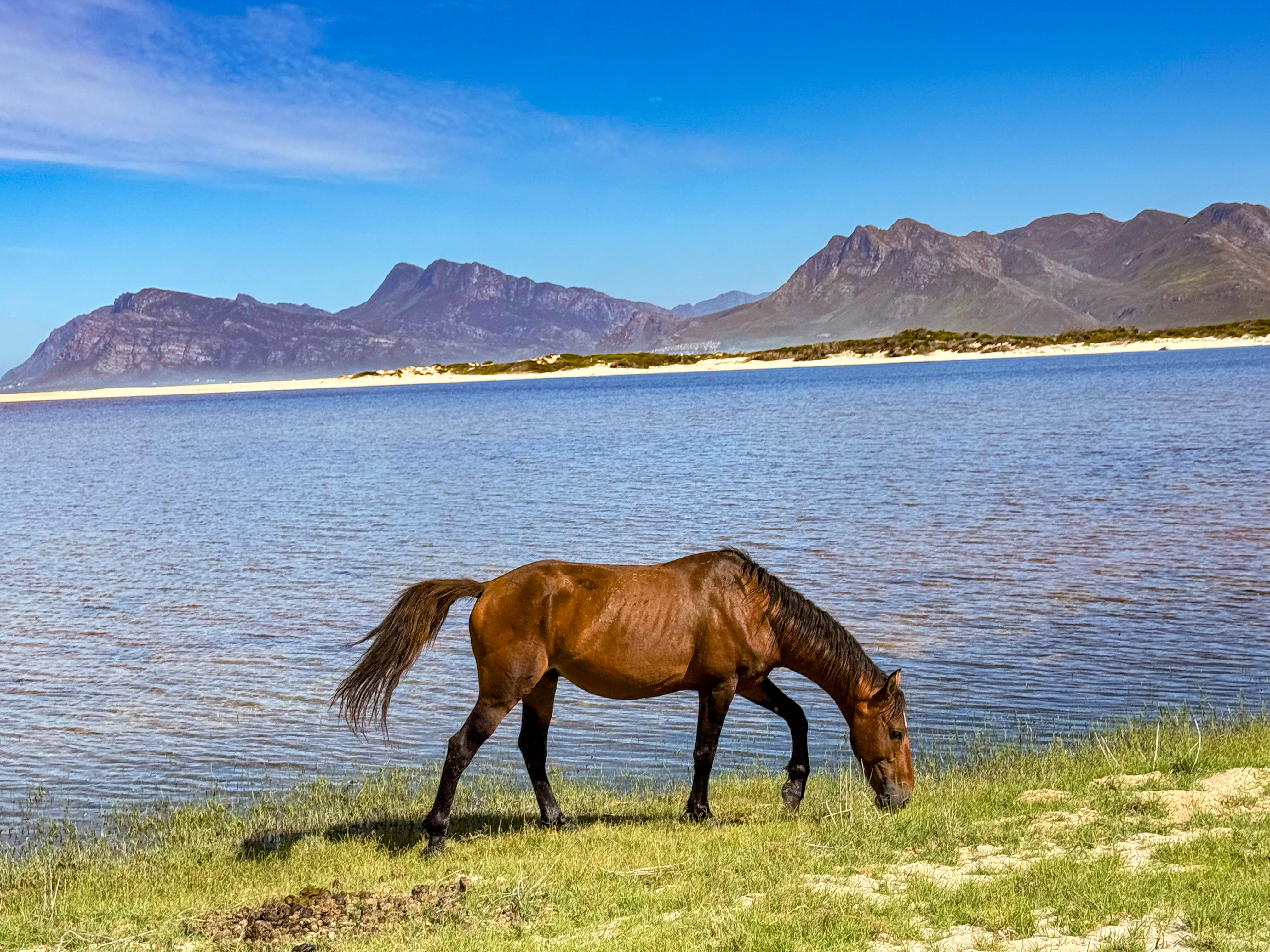 Wild horse grazing on the shore of the Kleinrivier Lagoon in Fisherhaven with the Overberg mountains behind