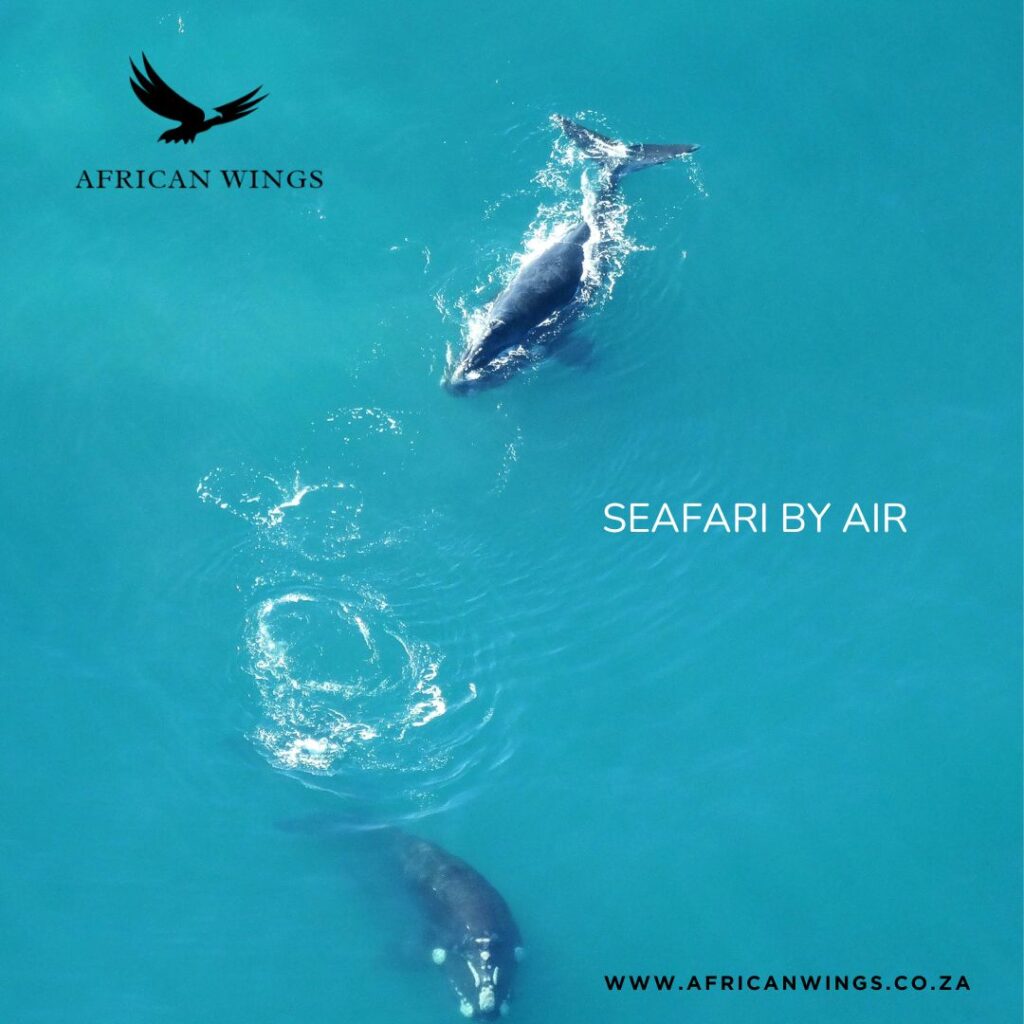 Aerial view of Walker Bay and the Hermanus coastline from a light aircraft
