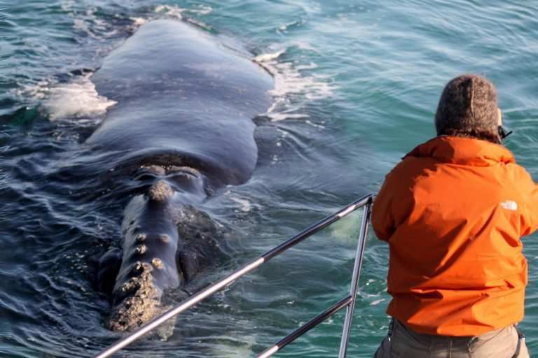 Southern Right Whale alongside a Marine Dynamics boat near Dyer Island, Gansbaai