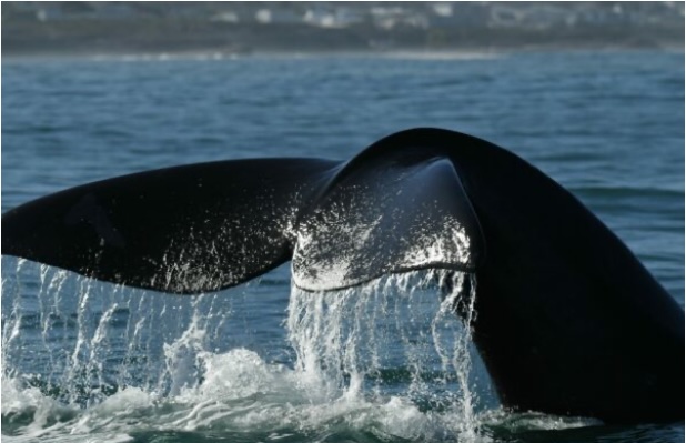 Southern Right Charters boat on Walker Bay near Hermanus during whale season