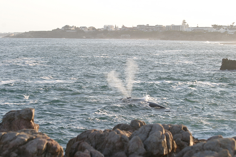 Kayakers on the Kleinrivier Lagoon near Hermanus during whale season