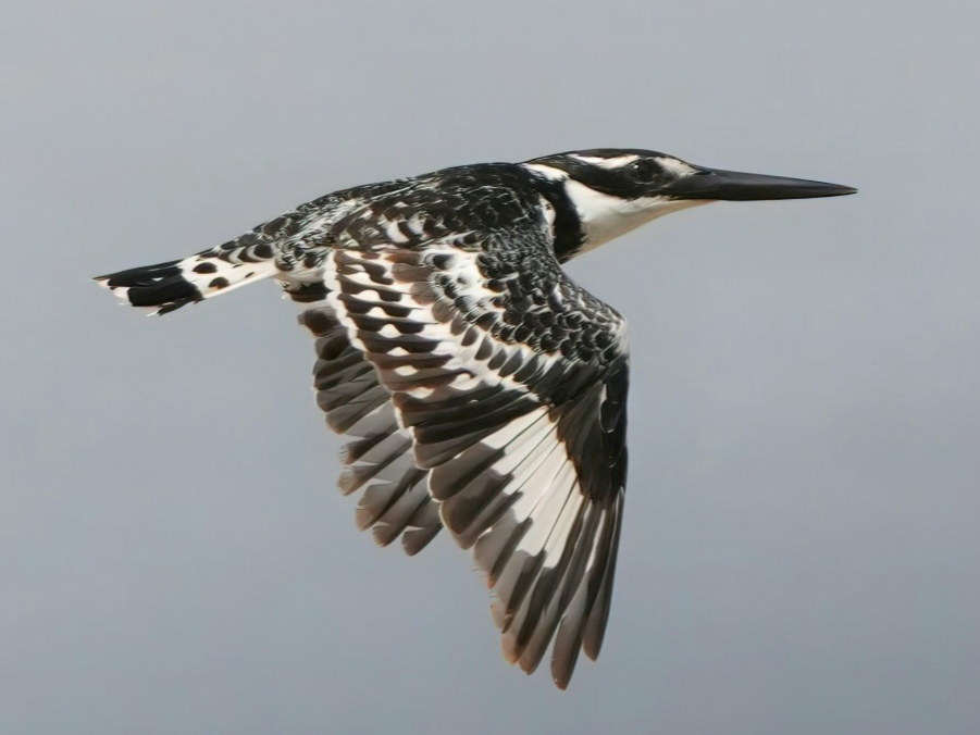Pied Kingfisher in flight over the Kleinrivier Lagoon — one of the most active and visible birds on the lagoon at Fisherhaven