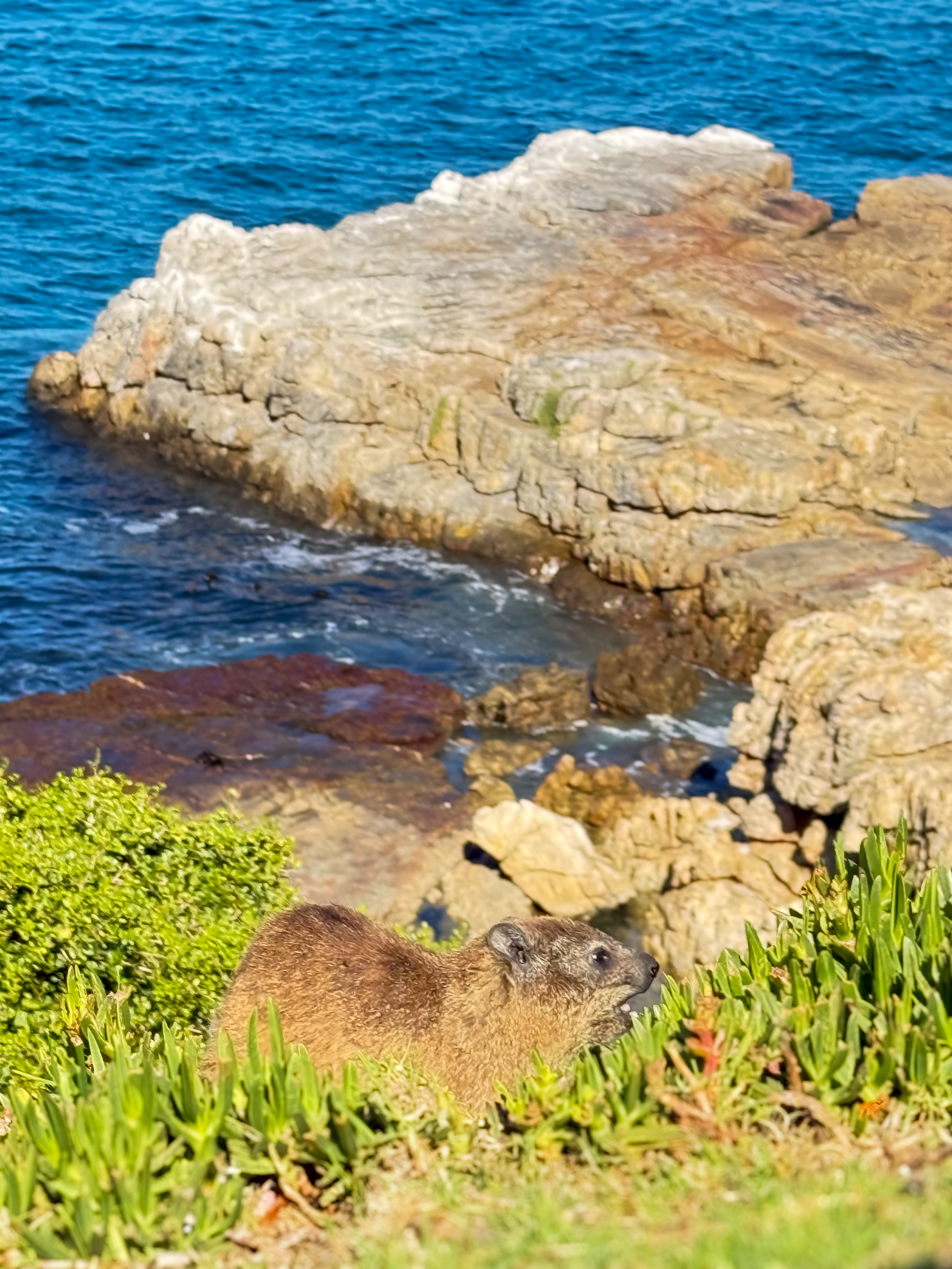 Rock Hyrax (Dassie) sitting on a cliff ledge above the sea at Hermanus — one of the remarkable wildlife species found along the Overberg coast